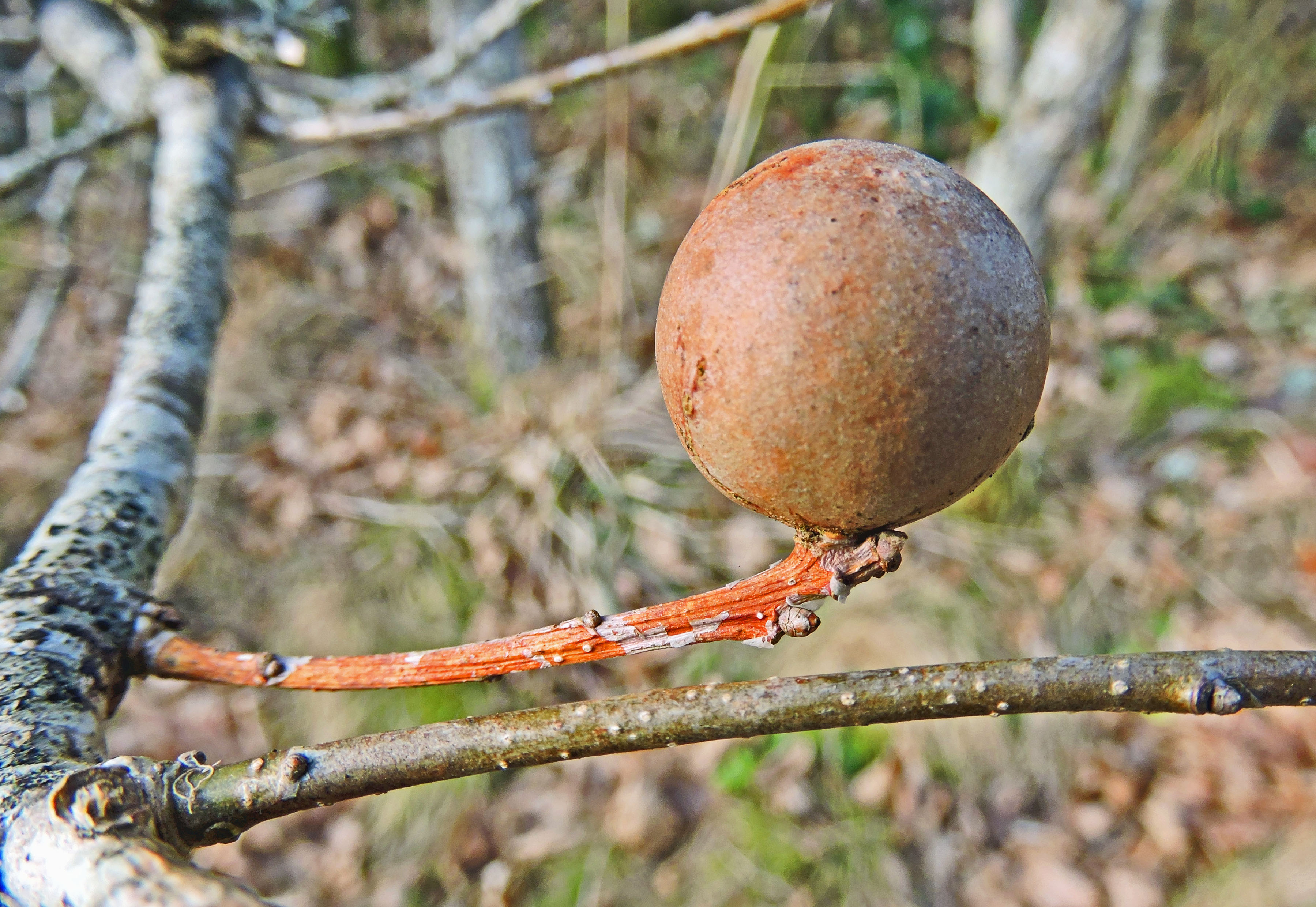 OAK GALL Bill Bagley Photography